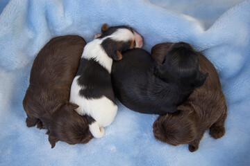 Biewer Terrier puppies sleep on a blue blanket.