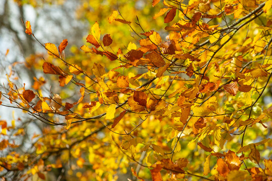 Beautiful yellow autumn branch of tree. High quality photo