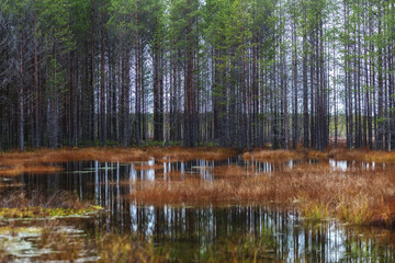 Bog landscape with bog trees, grass and moss.  Trees reflections on the surface of the water, a step on the swamp, autumn colors decorate the bog vegetation