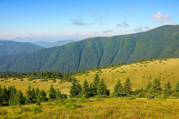 carpathian mountain landscape in summer. coniferous forest on the grassy hillside. hills and meadows in morning light. tourism and vacation season