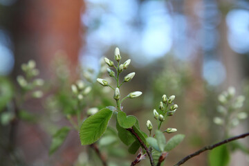Swelling flower buds of a bush, spring time. Selective focus