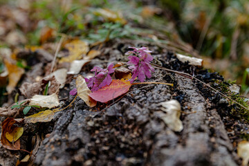 Mountain, autumn, Cerdanya