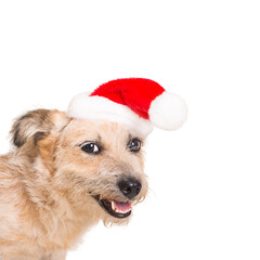 Funny dog in Christmas Santa hat isolated on white.