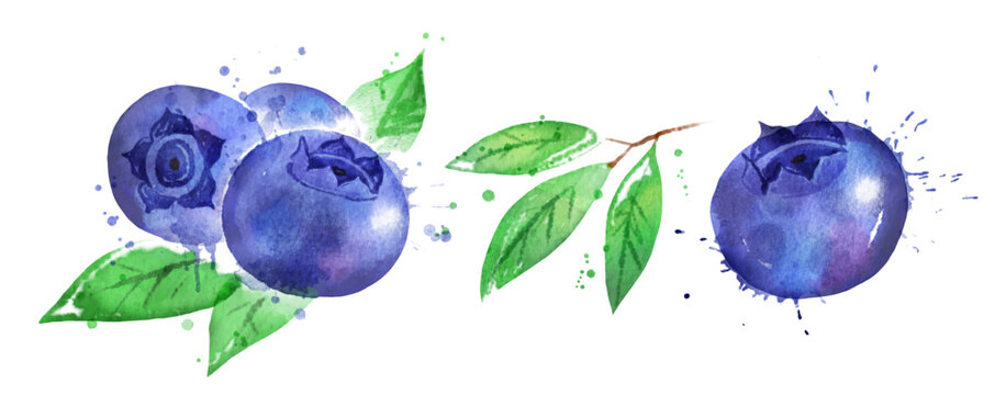 Watercolor isolated illustration of blueberry