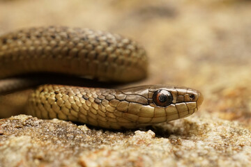 Closeup on a curled up juvenile Northwestern Gartersnake, Thamnophis ordinoides