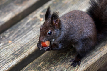 Black squirrel, schwarzes Eichhörnchen bei der Futtersuche © andybe