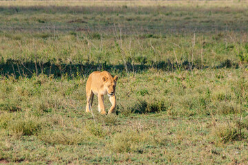 Lioness (Panthera leo) walking in savannah in Serengeti national park, Tanzania