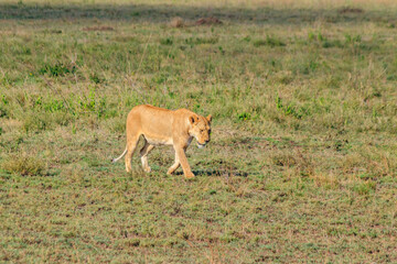 Lioness (Panthera leo) walking in savannah in Serengeti national park, Tanzania