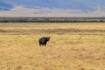 African buffalo or Cape buffalo (Syncerus caffer) in Ngorongoro Crater National Park in Tanzania. Wildlife of Africa