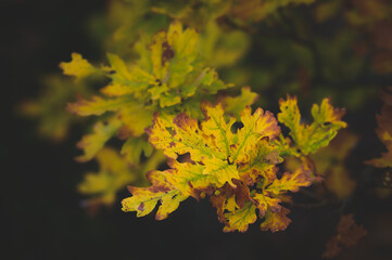 leaves in autumn