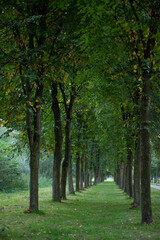 green park with silent trees