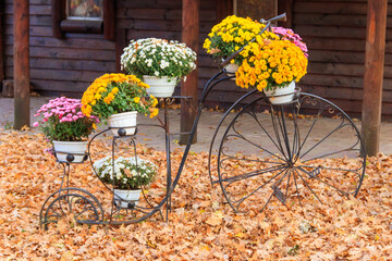 Fototapeta na wymiar Decorative vintage bicycle shape stand with chrysanthemums in autumn park