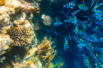 Masked puffer (Arothron diadematus) and Indo-Pacific sergeants (Abudefduf vaigiensis) on coral reef...