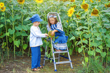 two children in a sunflower field.a boy and a girl collect sunflower seeds from a sunflower