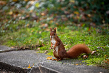 squirrels searching for food, preparing for winter