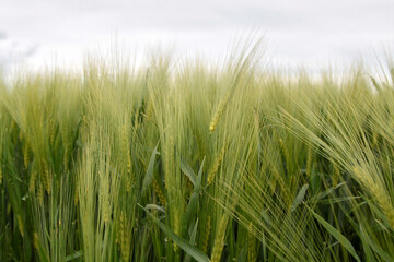 A field of your rye. Selective focus