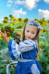 two children in a sunflower field.a boy and a girl collect sunflower seeds from a sunflower