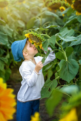 A boy on a sunflower mole, A child playing with sunflowers and eating sunflower seeds