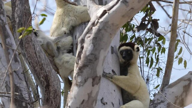 Verreauxs Sifaka, Propithecus verreauxi, Kirindy Forest, cute white lemur on the tree, Sifaka in the nature habitat, endemic in the Madagascar. Wildlife nature. Sifaka with young bebe on the tree.