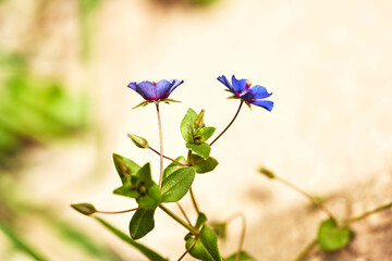 Obraz na płótnie Canvas Pequeñas flores violeta
