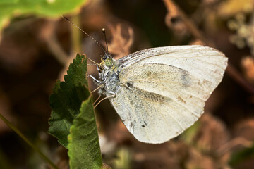 Pierido 3 (Serie Mariposas Ibéricas)
