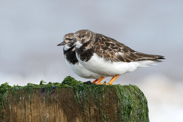 Turnstones roosting