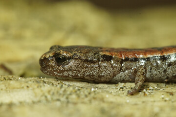 Closeup on a North Californian slender salamander, Batrachoseps attenuates