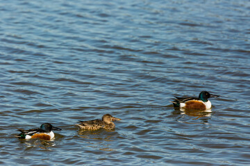 Mallard in spring in Aiguamolls De L Emporda Nature Park, Spain