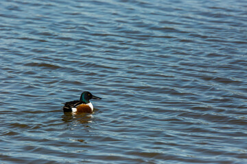 Mallard in spring in Aiguamolls De L Emporda Nature Park, Spain