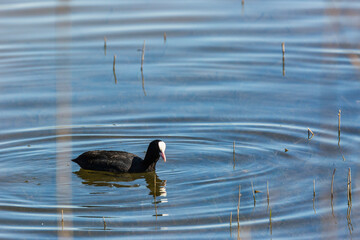 Eurasian coot (Fulica atra) in Aiguamolls De L Emporda Nature Reserve, Spain