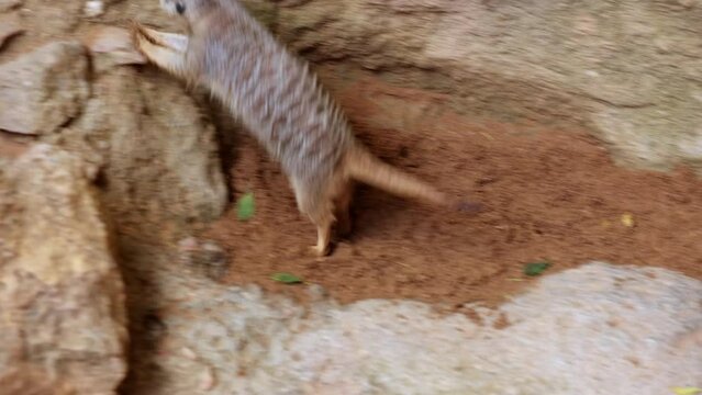 Dwarf Mongoose Scurrying Fast in its Natural Environment in search of Food