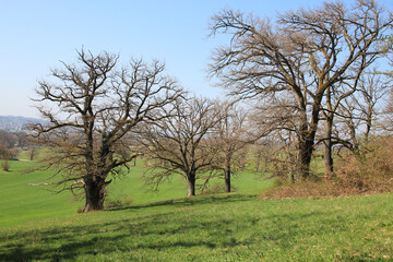 Obraz premium kahle, alte Eichen auf einer grünen Wiese im Frühling 