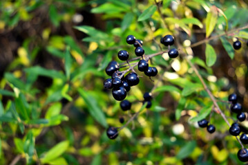 black berries with leaves in autumn