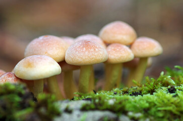 Mushrooms. Russula. Poisonous forest mushrooms.