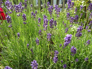 Lum 2022-06-10 Blumen 61 Am Lavendel sind lila Blüten