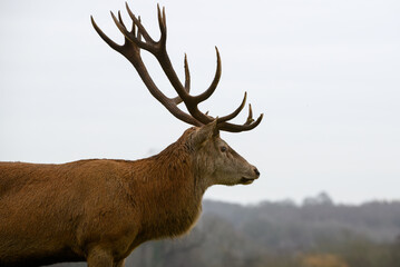 Stag Deer
