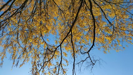 Long branches with yellow foliage. A bottom-up look at the large long black branches of trees growing nearby. They have yellow and brown leaves that fall off.