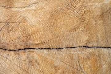 Naklejka premium Common oak, European oak, English oak, Quercus robur wood cross section.