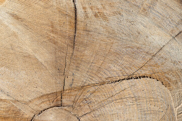 Common oak, European oak, English oak, Quercus robur wood cross section.