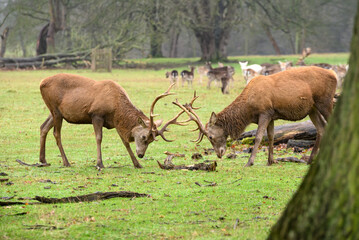Stag Deer Fighting