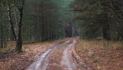 forest country road in the shade of large trees