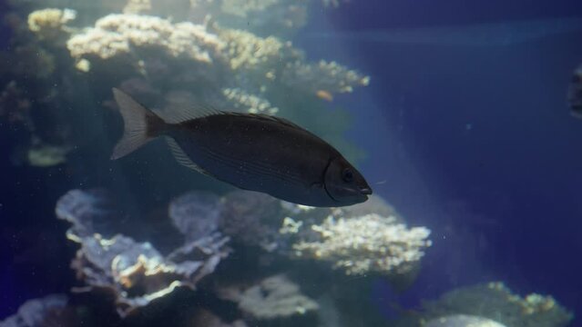 fish swim in the dark blue sea water of a large aquarium. different sea fish swim. UHD video high quality 