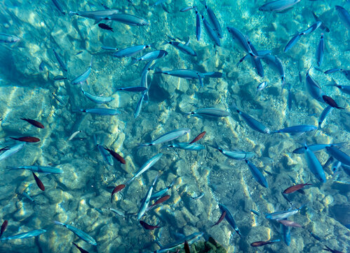 Coastal fish swimming in crystal clear water. Background. Marine life.