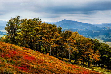 Carpathian mountains at autumn. Yellow leaves on the trees. Seasons