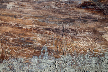 Traces of insects feeding in wood. The ash bark beetle, Hylesinus crenatus.