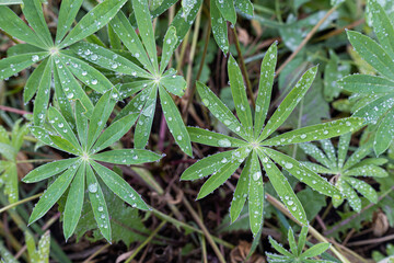 green leaf of a plant covered with dew drops