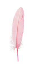 Beautiful delicate pink feather isolated on white