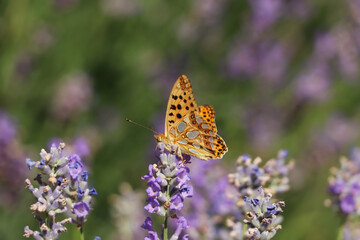 Beautiful butterfly in lavender field on summer day, closeup