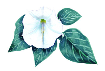 Watercolour Botanical illustration of the flower and leaves of Datura innoxia. Botanical hand drawing of medicinal and poisonous plants - obrazy, fototapety, plakaty