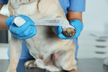 Professional veterinarian wrapping dog's paw with bandage in clinic, closeup - obrazy, fototapety, plakaty